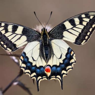 The Butterfly Effect: Harnessing and Preserving the Power of Nature